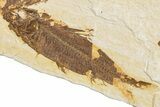 Two Detailed Fossil Fish (Knightia) - Wyoming #234199-2